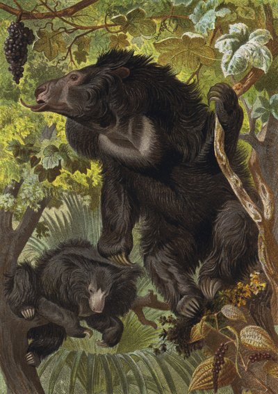 Orso labiato da European School